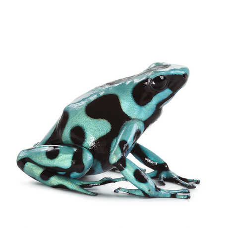 Image of a blue frog with black spots 