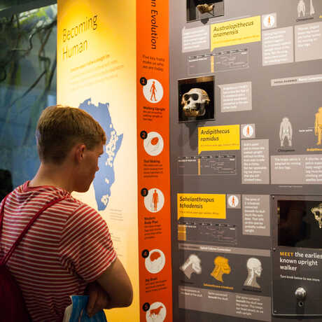A visitors reads the timeline detailing our species' various migrations. 