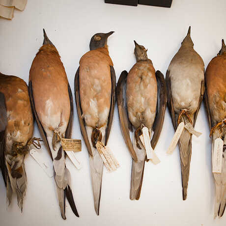Six passenger pigeon specimens from the Academy's collection 