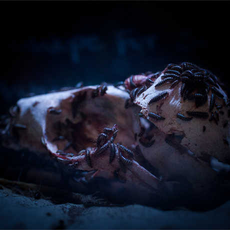 Flesh-eating dermestid beetles crawl over a sea otter skull, cleaning it of flesh. 