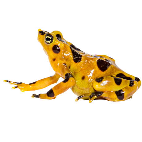 Yellow and black spotted Panamanian frog