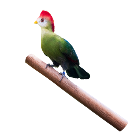 Red crested turaco bird 