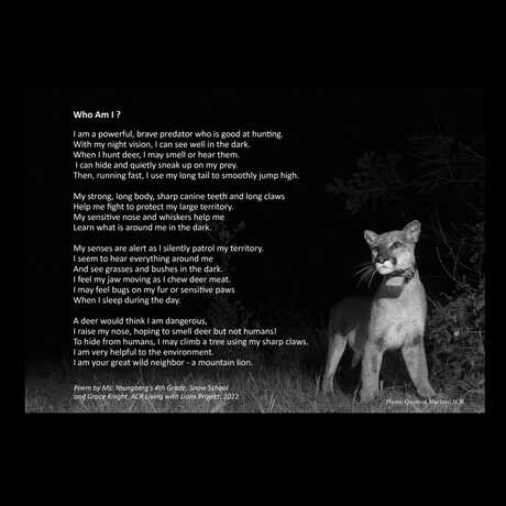 A poem about mountain lions by Nikki Youngberg, a 4th grader at Snow School.