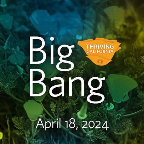 Image of poppies with text "Big Bang April 18, 2024."