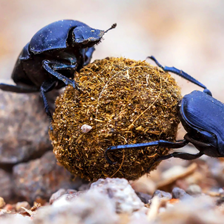 Two dung beetles roll a ball of dung