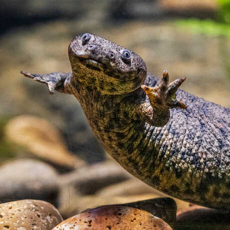 Iberian ribbed newt on exhibit in Steinhart Aquarium at Cal Academy. Photo by Gayle Laird