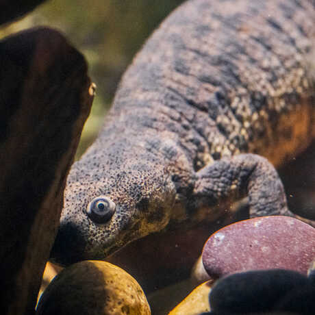 Iberian ribbed newt on exhibit in Steinhart Aquarium at Cal Academy. Photo by Gayle Laird