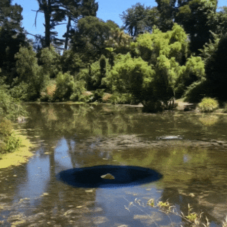 A gif of a digital moray eel emerging from Stow Lake 