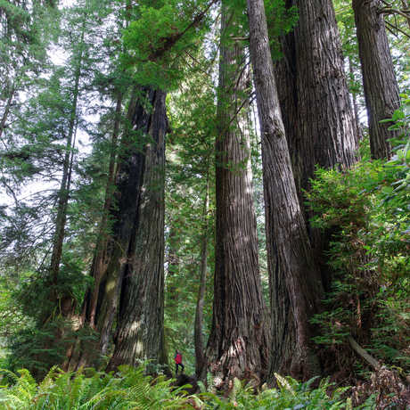 Looking up at giant redwoods