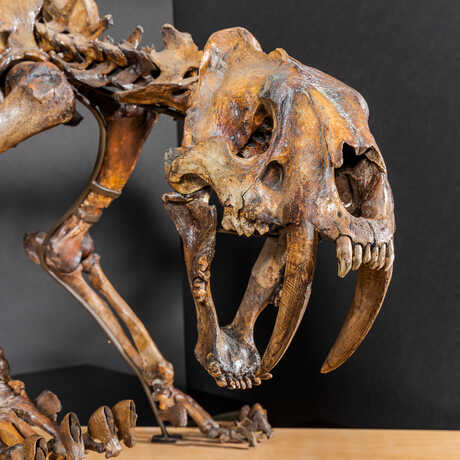California saber-tooth cat fossil from the Academy's collections
