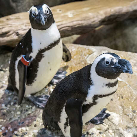 2 African penguins on exhibit at the California Academy of Sciences