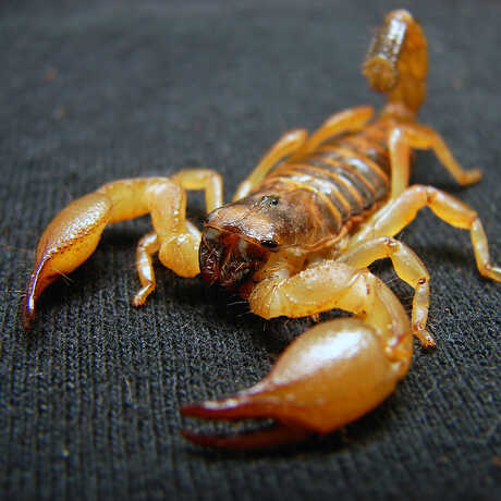 Scorpion photo by Matt Reinbold, shared via CC BY-SA 2.0