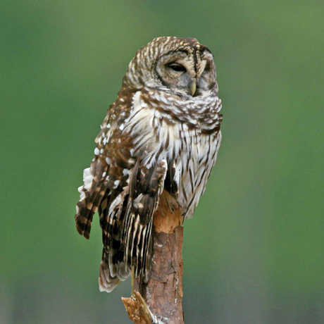 Barred owl