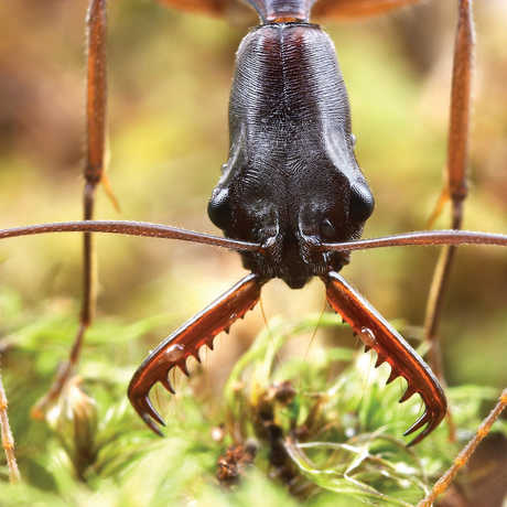 Odontomachus coquereli, an unusual species from Madagascar