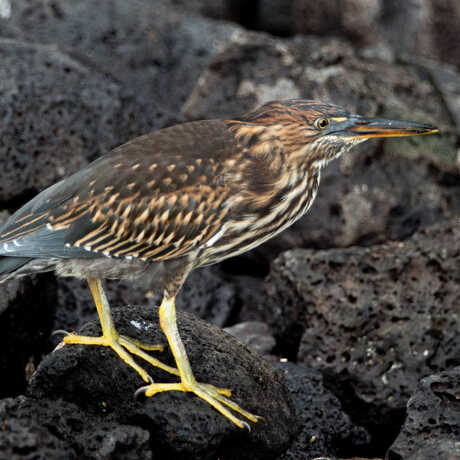 A striated heron perches on a rock in the Galápagos Islands