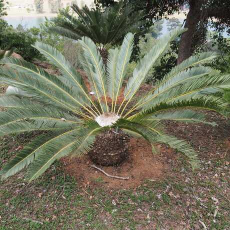 Cycad in South Africa