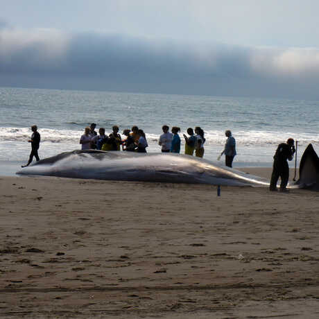 A crowd gathers around a stranded fin whale at Stinson Beach in 2013. Photo by Diana Humple