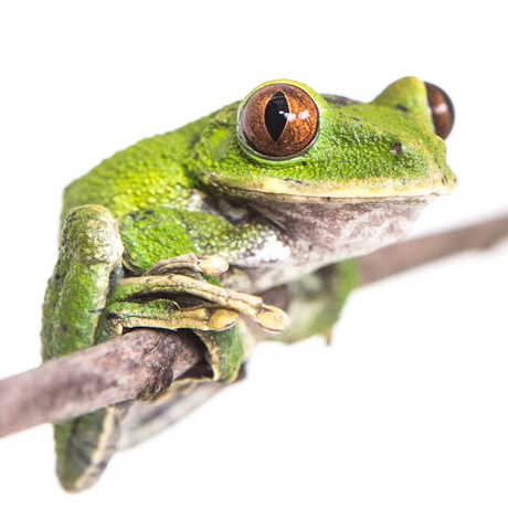 Close-up of green tree frog on a branch