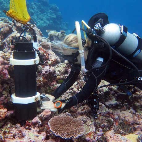 Underwater photo of Dr. Rebecca Albright collecting a coral specimen