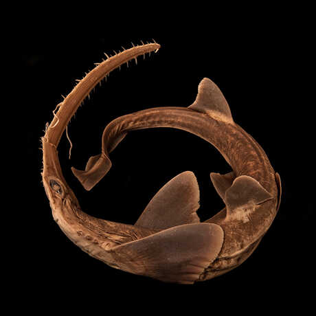 A sawshark specimen forms the shape of a circle against a dramatic black background
