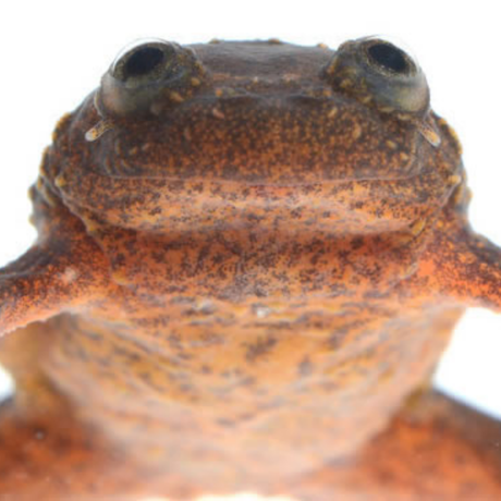 Endangered Lake Oku clawed frog from Cameroon expedition