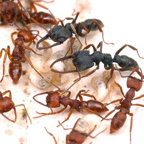 Ants from the Mystrium genus, described by Brian Fisher