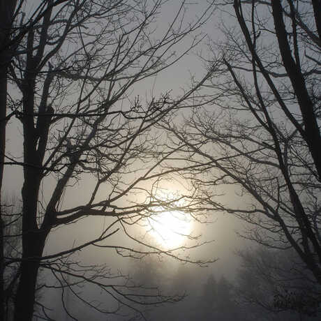Foggy morning sunrise between the trees