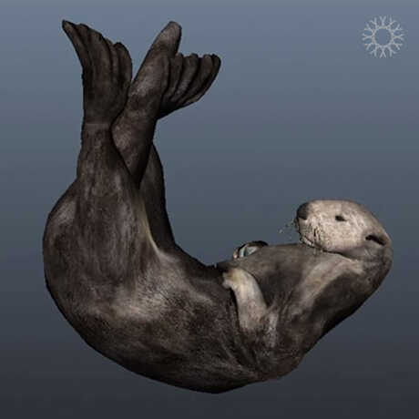 Image of sea otter illustration