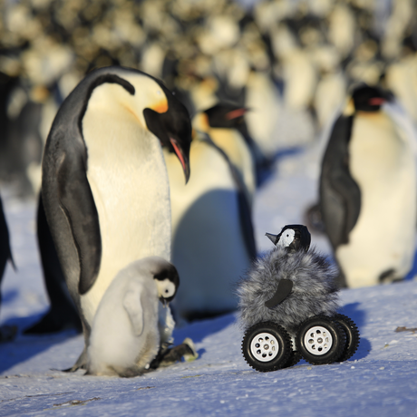 Photo of penguins and rover