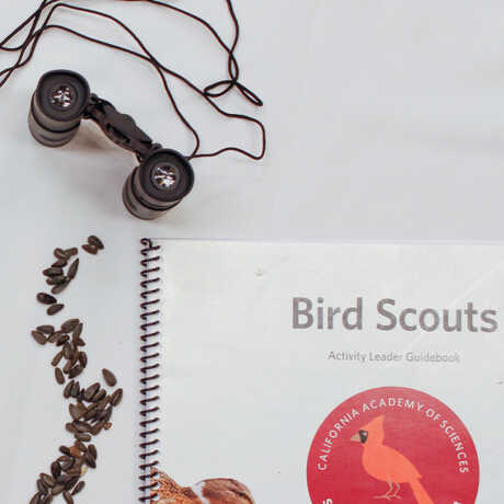 Binoculars, Bird Scouts guidebook and sunflower seeds 