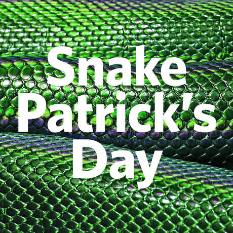 The words Snake Patricks Day on a background of green snakeskin