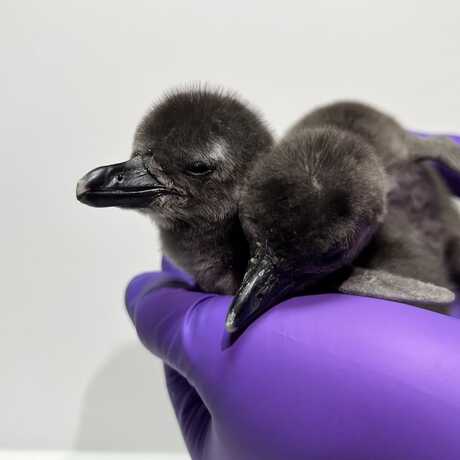 Two African penguin chicks hatched at the California Academy of Sciences