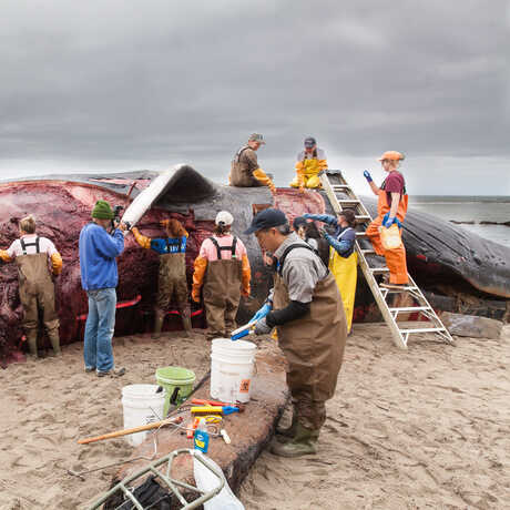 A team of researchers conducts a necropsy on a whale carcass that has washed up on a beach