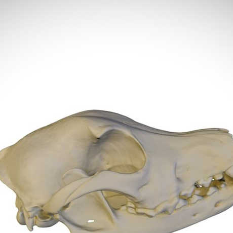 red heeler skull