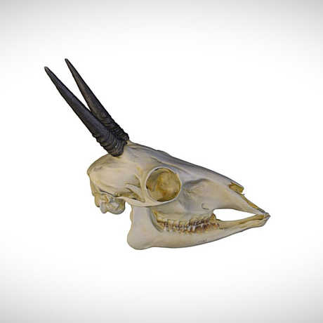 duiker skull