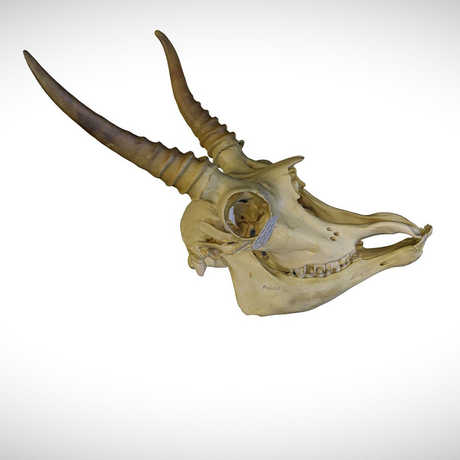 antelope skull