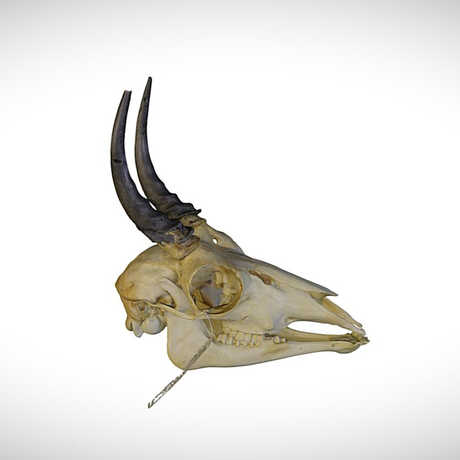 reedbuck skull