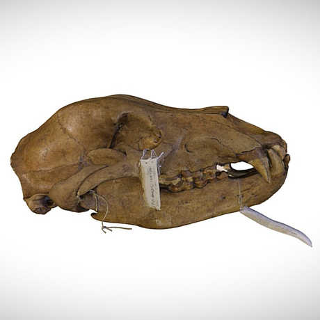 california grizzly bear skull