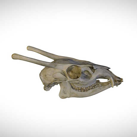 muntjac skull