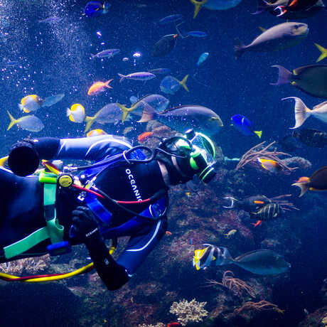 Volunteer scuba diver swims in the Philippine Coral Reef exhibit among colorful fish