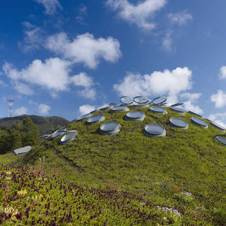 Living roof 