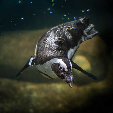 Underwater photo of African penguin swimming with fish in mouth