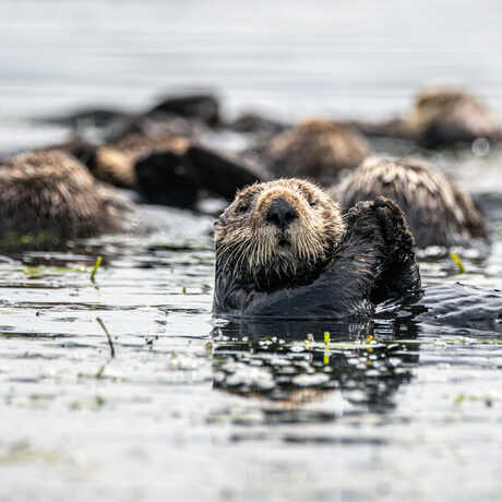 Sea otters floating on their backs in Elkhorn Slough, California