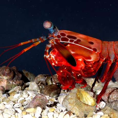 Roy L. Caldwell, Department of Integrative Biology, University of California, Berkeley. Public domain.