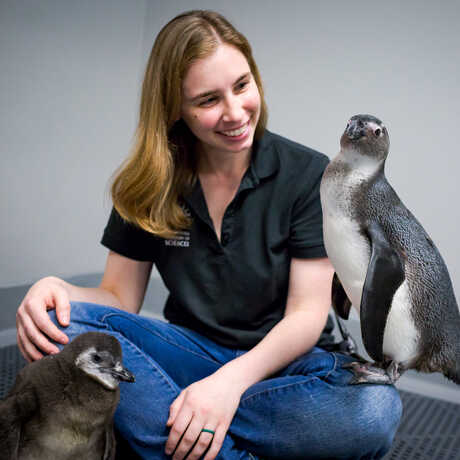 Two African penguin chicks sit with their biologist