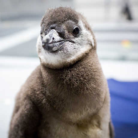 African penguin chick