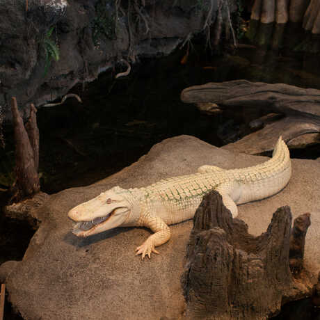 Claude the alligator with albinism smiles for the camera