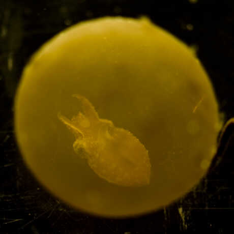 Incredible macro photograph of a dwarf cuttlefish embryo in its egg sac