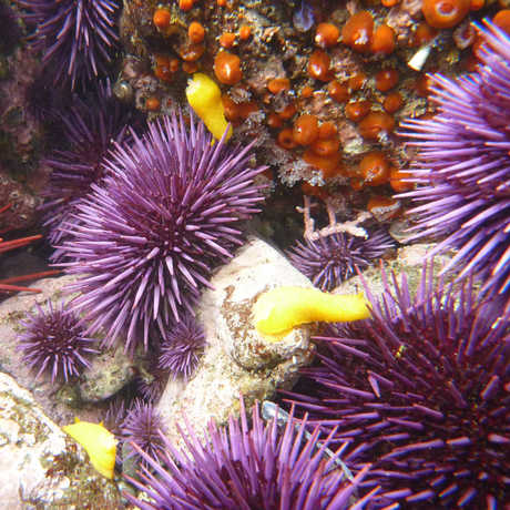 tidepool