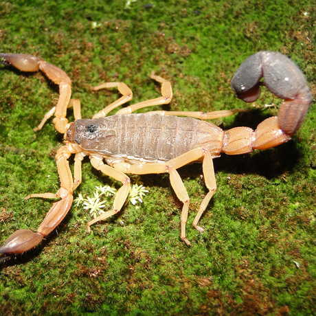 scorpions from california academy of sciences